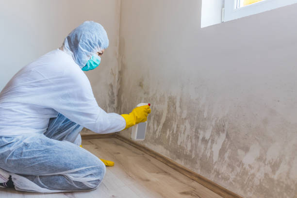 Professional mold removal team in College Park